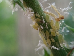 Acyrthosiphon scariolae