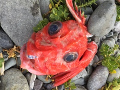 Sebastolobus alascanus