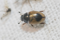 Cercyon unipunctatus