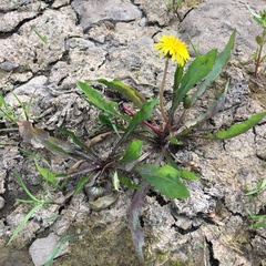 Taraxacum palustre