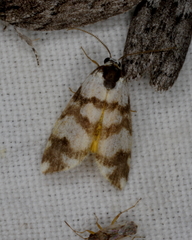 Thallarcha trissomochla