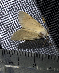 Litoprosopus coachella