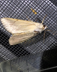 Litoprosopus coachella