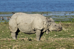 Indian Rhinoceros photo 4
