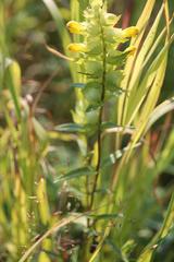 Rhinanthus serotinus
