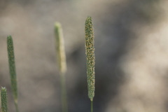 Alopecurus aequalis