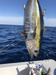 Thunnus atlanticus