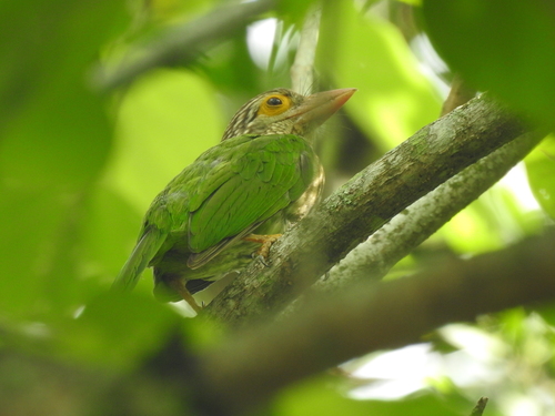 Lineated Barbet (Psilopogon lineatus), photo 9