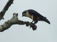 Microhierax fringillarius