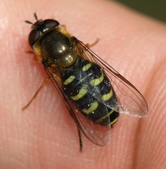 Dasysyrphus