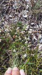 Asperula supina