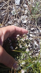 Asperula supina