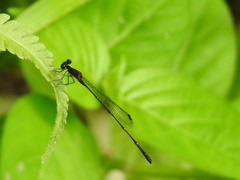 Prodasineura autumnalis