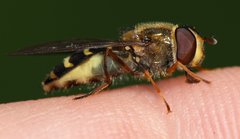 Dasysyrphus
