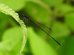 Prodasineura autumnalis