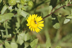 Halictus tripartitus