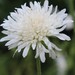 Knautia tatarica - Photo (c) Mihail Knjasev, some rights reserved (CC BY-NC), uploaded by Mihail Knjasev