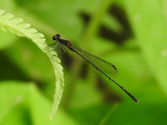 Prodasineura autumnalis