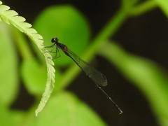 Prodasineura autumnalis