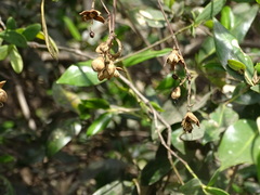 Magnoliopsida