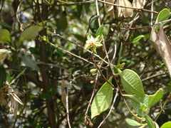 Magnoliopsida