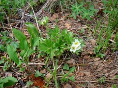 Anemonastrum biarmiense
