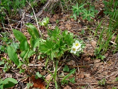 Anemonastrum biarmiense