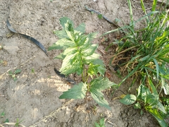 Valeriana officinalis