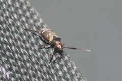 Cremnocephalus alpestris