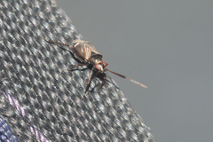 Cremnocephalus alpestris