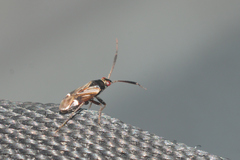 Cremnocephalus alpestris