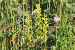 Platanthera tipuloides
