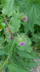Arctium lappa