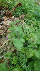 Arctium lappa