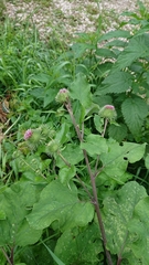 Arctium lappa