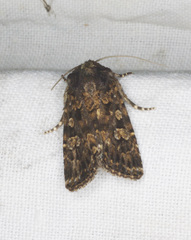 Ectopatria subrufescens