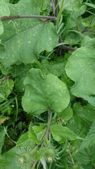Arctium lappa