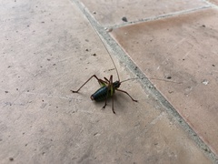 Barbitistes constrictus