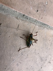 Barbitistes constrictus