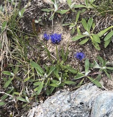 Jasione orbiculata