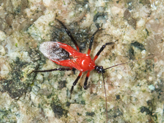 Vesbius sanguinosus