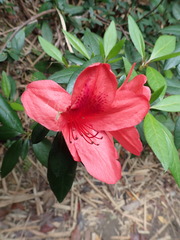 Rhododendron scabrum