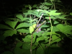 Amblycorypha oblongifolia