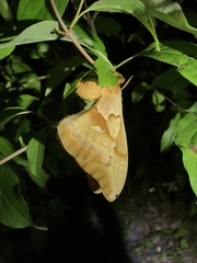 Antheraea polyphemus