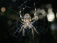 Neoscona multiplicans