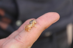 Ammopelmatus longispinus