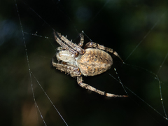 Neoscona multiplicans