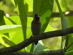 Lonchura striata
