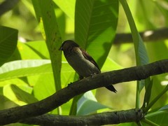 Lonchura striata
