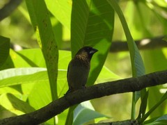 Lonchura striata